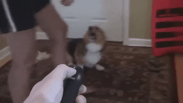 D3.gif